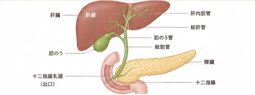 肝臓で作られた胆汁が胆管を通って胆のうに蓄えられ、十二指腸へ流れる仕組みを示した図