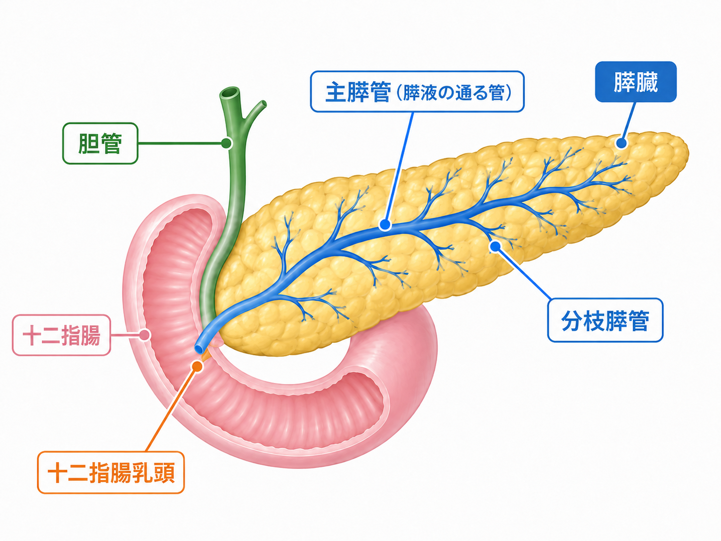 膵臓、主膵管、分枝膵管、胆管、十二指腸、十二指腸乳頭の位置関係を示した解剖図