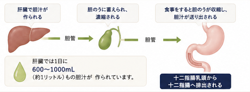 胆のうに蓄えられた胆汁が食事の後に胆管を通って十二指腸へ排出される流れを示した図