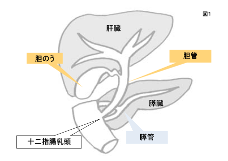 胆管と胆のうについて