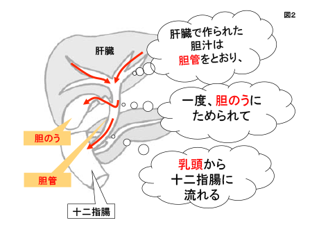 胆管と胆のうについて