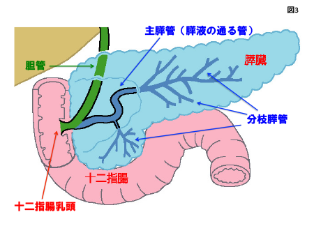 膵臓とは