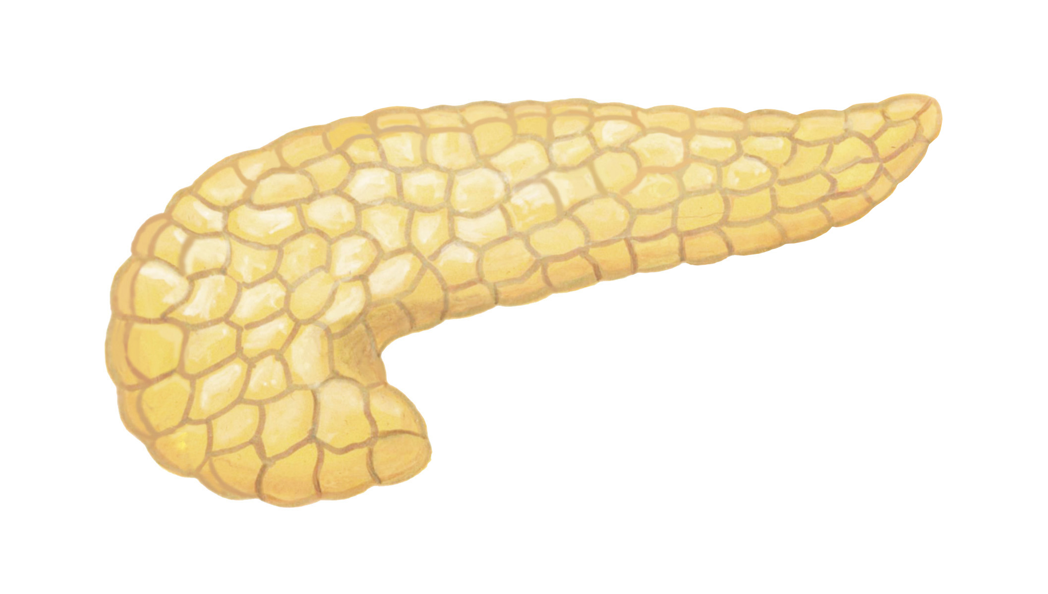 内視鏡医が語る “膵臓を守るためのヒント”