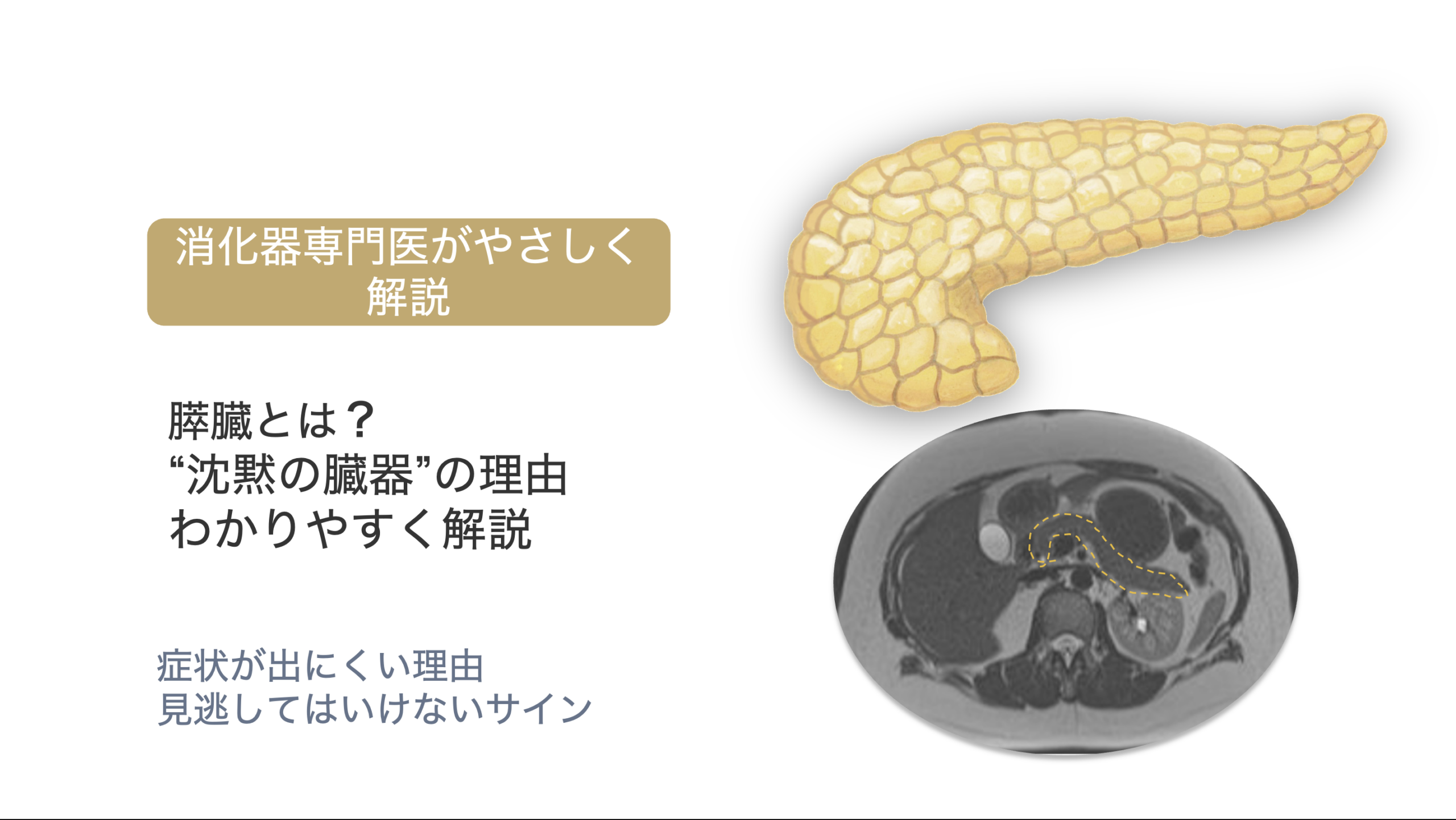 『沈黙の臓器』膵臓とは？はじめての膵臓入門