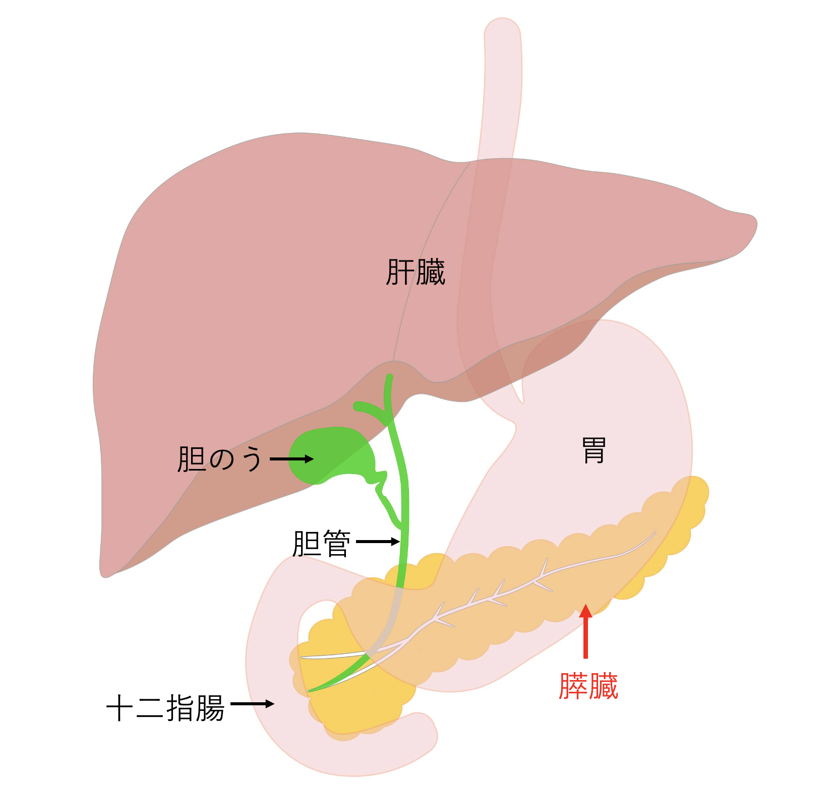 膵臓の位置（胃の裏側・背中側にある臓器の模式図）