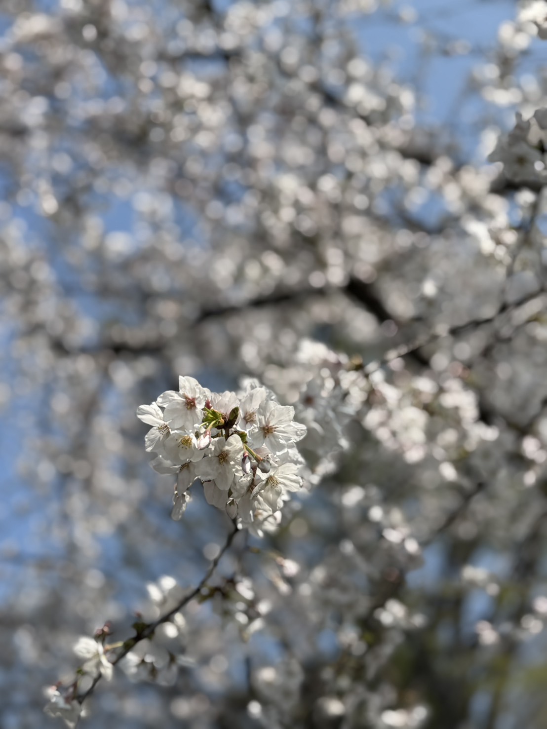 超音波内視鏡（EUS）検査件数が過去最多に｜膵嚢胞・IPMNの精密検査について